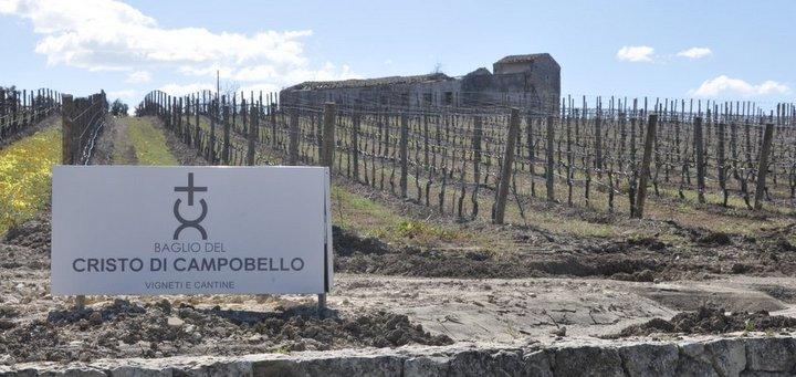 Insegna Baglio del Cristo di Campobello tra i filari di vigneto